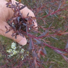 Leptospermum polygalifolium at Boolijah, NSW - 14 Dec 2022