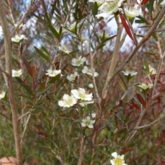 Leptospermum polygalifolium at Boolijah, NSW - suppressed