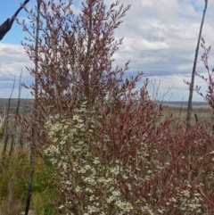 Leptospermum polygalifolium at Boolijah, NSW - suppressed