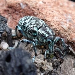 Chrysolopus spectabilis (Botany Bay Weevil) at Morton National Park - 14 Dec 2022 by RobG1