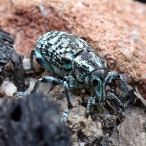 Chrysolopus spectabilis at Boolijah, NSW - suppressed