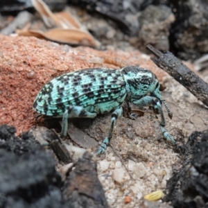 Chrysolopus spectabilis at Boolijah, NSW - suppressed