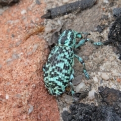 Chrysolopus spectabilis at Boolijah, NSW - suppressed