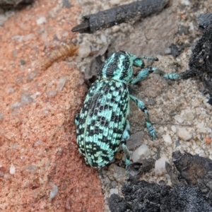 Chrysolopus spectabilis at Boolijah, NSW - 14 Dec 2022