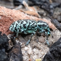 Chrysolopus spectabilis at Boolijah, NSW - suppressed