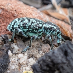 Chrysolopus spectabilis at Boolijah, NSW - suppressed