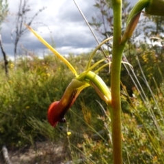 Cryptostylis subulata (Cow Orchid) at Morton National Park - 14 Dec 2022 by RobG1