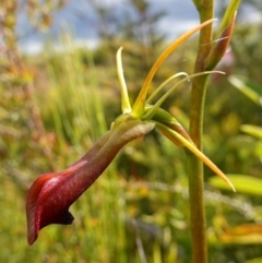 Cryptostylis subulata at Boolijah, NSW - suppressed