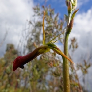 Cryptostylis subulata at Boolijah, NSW - suppressed