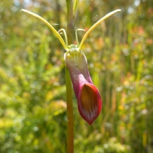 Cryptostylis subulata at Boolijah, NSW - suppressed