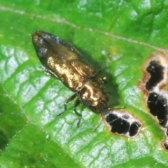 Aaaaba fossicollis (Raspberry jewel beetle) at Molonglo Valley, ACT - 2 Jan 2023 by Harrisi