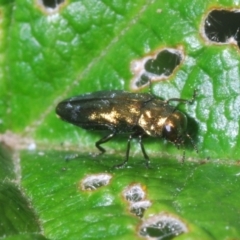 Aaaaba fossicollis at Molonglo Valley, ACT - 2 Jan 2023