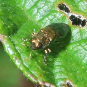 Aaaaba fossicollis at Molonglo Valley, ACT - 2 Jan 2023 03:13 PM