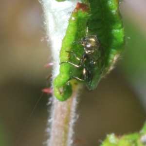 Aaaaba fossicollis at Molonglo Valley, ACT - 2 Jan 2023