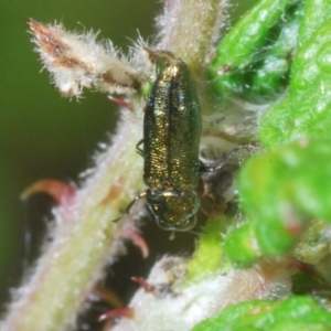 Aaaaba fossicollis at Molonglo Valley, ACT - 2 Jan 2023