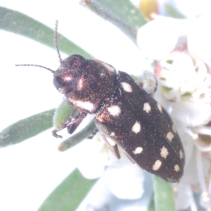 Diphucrania duodecimmaculata at Molonglo Valley, ACT - 2 Jan 2023