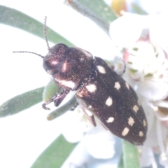 Diphucrania duodecimmaculata (12-spot jewel beetle) at Molonglo Valley, ACT - 2 Jan 2023 by Harrisi