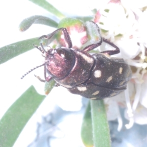 Diphucrania duodecimmaculata at Molonglo Valley, ACT - 2 Jan 2023