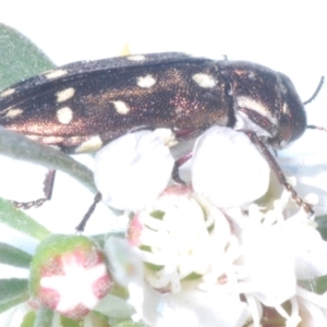 Diphucrania duodecimmaculata at Molonglo Valley, ACT - 2 Jan 2023