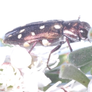 Diphucrania duodecimmaculata at Molonglo Valley, ACT - 2 Jan 2023 04:23 PM