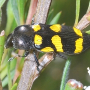 Castiarina australasiae at Stromlo, ACT - 3 Jan 2023