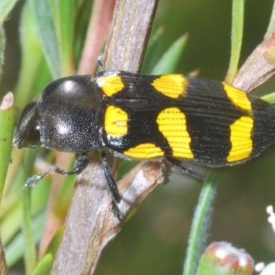 Castiarina australasiae (A jewel beetle) at Block 402 - 3 Jan 2023 by Harrisi