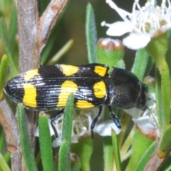 Castiarina australasiae at Stromlo, ACT - 3 Jan 2023 12:28 PM