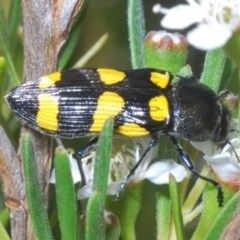 Castiarina australasiae at Stromlo, ACT - 3 Jan 2023 12:28 PM