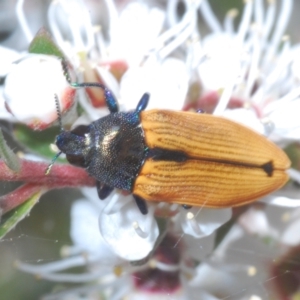 Castiarina subpura at Stromlo, ACT - 3 Jan 2023