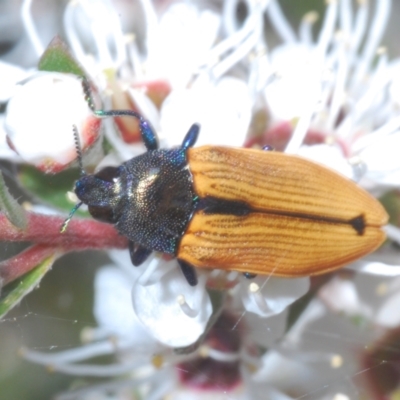 Castiarina subpura (A jewel beetle) at Block 402 - 3 Jan 2023 by Harrisi
