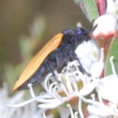 Castiarina subpura at Stromlo, ACT - 3 Jan 2023 12:41 PM