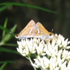 Taractrocera papyria (White-banded Grass-dart) at Piney Ridge - 3 Jan 2023 by Harrisi