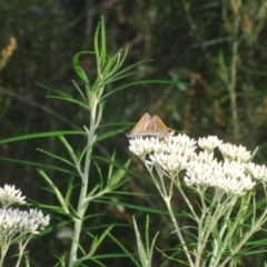 Taractrocera papyria at Stromlo, ACT - 3 Jan 2023