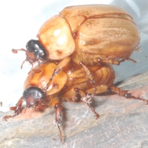 Cyclocephala signaticollis at Stirling, ACT - 3 Jan 2023 10:31 PM