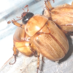 Cyclocephala signaticollis at Stirling, ACT - 3 Jan 2023 10:31 PM