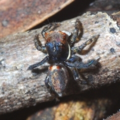 Maratus watagansi (Rainforest Peacock Spider) at ANBG - 5 Jan 2023 by Harrisi