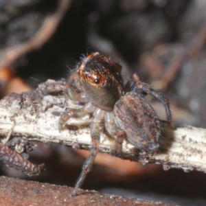 Maratus watagansi at Acton, ACT - 5 Jan 2023