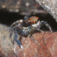 Maratus watagansi at Acton, ACT - 5 Jan 2023