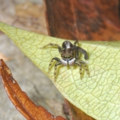 Maratus watagansi at Acton, ACT - 5 Jan 2023