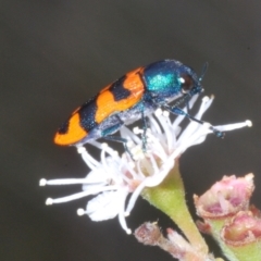 Castiarina crenata (Jewel beetle) at Molonglo Valley, ACT - 4 Jan 2023 by Harrisi