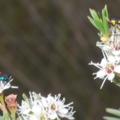 Castiarina crenata at Molonglo Valley, ACT - 4 Jan 2023