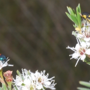 Castiarina crenata at Molonglo Valley, ACT - 4 Jan 2023