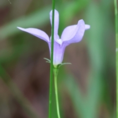 Wahlenbergia planiflora at Wyndham, NSW - 1 Jan 2023 09:20 AM