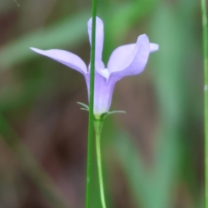 Wahlenbergia planiflora at Wyndham, NSW - 1 Jan 2023 09:20 AM
