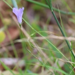 Wahlenbergia planiflora at Wyndham, NSW - 1 Jan 2023 09:20 AM