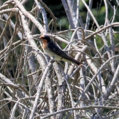 Hirundo neoxena (Welcome Swallow) at New Buildings, NSW - 1 Jan 2023 by KylieWaldon
