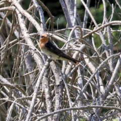 Hirundo neoxena at New Buildings, NSW - 1 Jan 2023