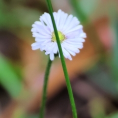 Unverified Daisy at Wyndham, NSW - 1 Jan 2023 by KylieWaldon