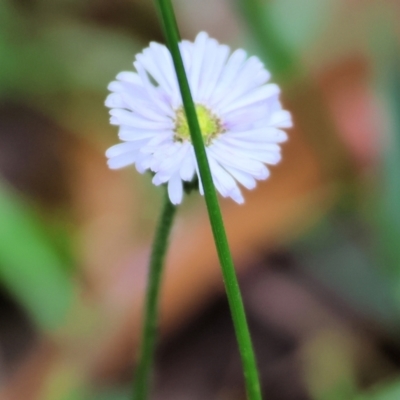 Unverified Daisy at Wyndham, NSW - 1 Jan 2023 by KylieWaldon