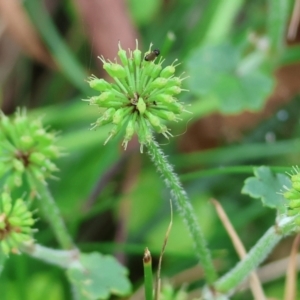 Hydrocotyle sp. at Wyndham, NSW - 1 Jan 2023